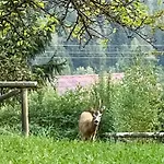 Garden Dream Valle di Cadore