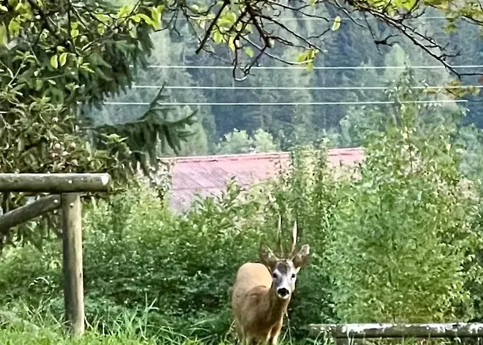 Garden Dream Valle di Cadore