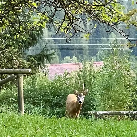 Garden Dream Valle di Cadore