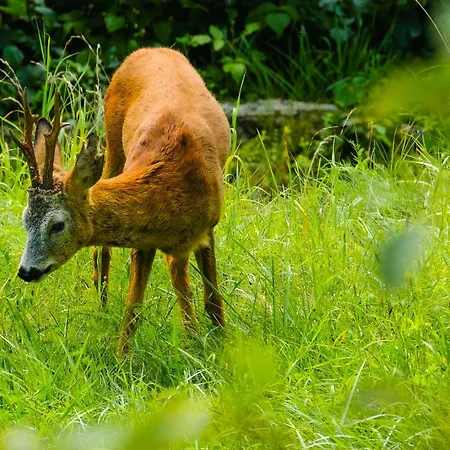 Apartment Garden Dream *